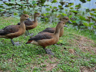 Group of Lesser Whistling Duck standing on dirt land at lakeside, Four brown ducks on the meadow, Water bird at Khao Sam Roi Yot National Park, Thailand