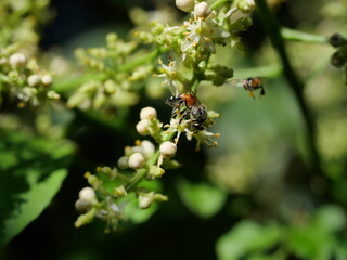 Honey Bee collecting pollen seeking nectar on Clausena Harmandiana blossom with natural green  and black color background, White petals and yellow stamens of flowers on tropical herb