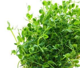 Fresh peas micro green on white background, closeup