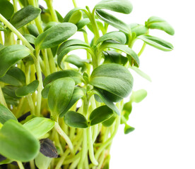 Fresh sunflower micro green on white background, closeup