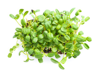 Fresh sunflower micro green on white background