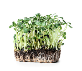 Fresh sunflower micro green on white background