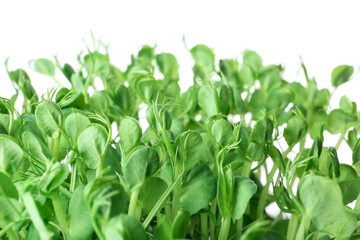 Fresh peas micro green on white background, closeup