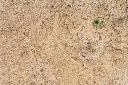 Clump of green grass wild on Brown drought dry soil or cracked ground texture with from agriculture barren copy space background,Global warming