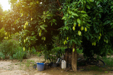 Close up of Fresh green Mangoes hanging on the mango tree in a garden farm with sunlight background...
