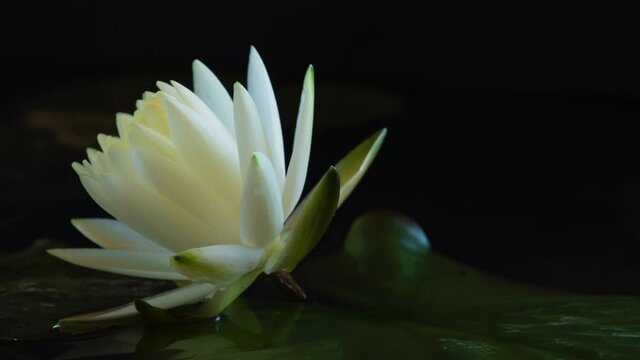 Time lapse water lily flower opening, timelapse white lotus blooming in pond, 4K