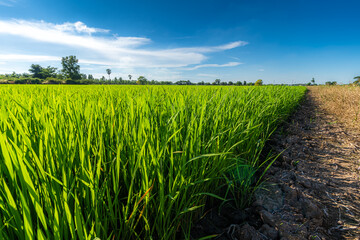 Scenic view landscape of Rice field green grass with field cornfield or in Asia country agriculture harvest with fluffy clouds blue sky daylight background.