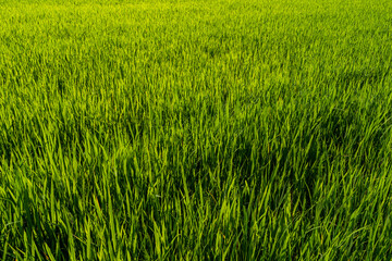 Rice field green grass with field cornfield or in Asia country agriculture harvest with daylight background.