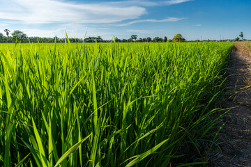 Scenic view landscape of Rice field green grass with field cornfield or in Asia country agriculture harvest with fluffy clouds blue sky daylight background.