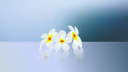 Three plumeria flowers reflecting on a glass table Vector drawing for design work.