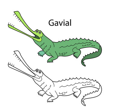 Funny cute animal gavial isolated on white background. Linear, contour, black and white and colored version. Illustration can be used for coloring book and pictures for children