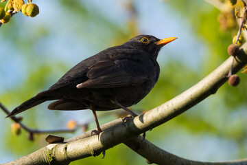 Beautiful Portrait of a Male Common Blackbird Resting on a Branch
