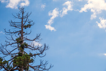 Pine tree with dry and green branches
