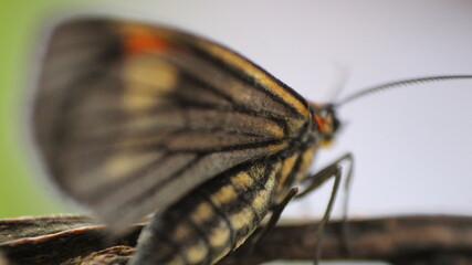 close up of a butterfly