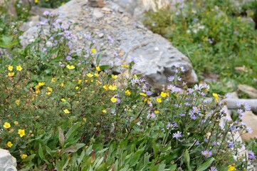 Fototapeta premium flowers in the meadow