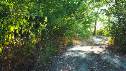 Road in woodland between trees. Forest landscape with deciduous plants. Great place to walk.