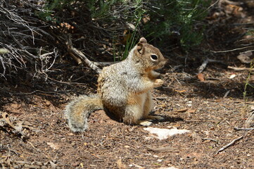 Naklejka na ściany i meble squirrel in the park eating 