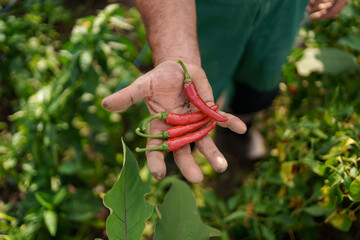 Rough hand of mature man holding red chili peppers. Proud Caucasian man farmer harvesting...