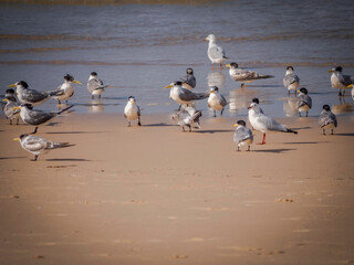 Terns And Gulls