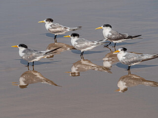 Terns In Formation