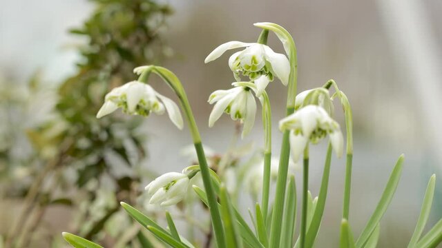 Close up of the flower of the double snowdrop, (Galanthus nivalis f. pleniflorus) 'Flore Pleno'.