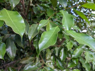 Fototapeta na wymiar Gaharu Leaf (Aquilaria malaccensis) in the morning