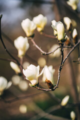 delicate white magnolia flowers in the park