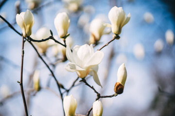 delicate white magnolia flowers in the park