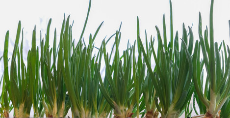 natural background of green onion feathers,