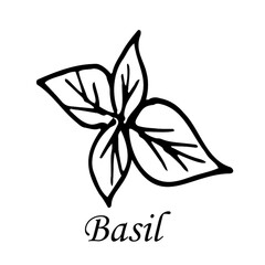 Vector Basil Hand-Drawn Illustration. Logo. A picture for a pizzeria. Drawing for printing T-shirts.