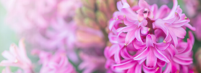 Floraler abstrakter Hintergrund mit Hyazinthernblüten in pink - viel Textfreiraum