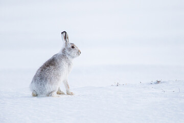 Obraz premium Mountain hare sitting in a blizzard in Scotland