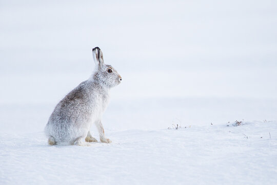 Mountain hare sitting in a blizzard in Scotland