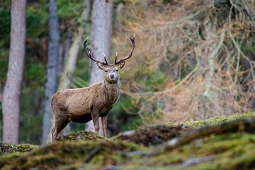 Crédence de cuisine en verre imprimé Cerf Red deer stag walking amongst the pine trees in Scotland