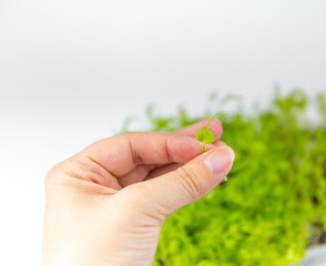 Hand holding a micro green 