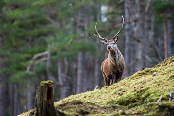 Schilderijen op glas Red deer stag walking amongst the pine trees in Scotland © wayne
