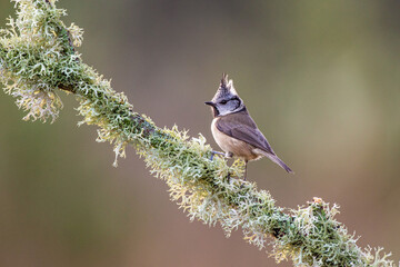 Crested Tit perches on a moss-covered branch in Scotland