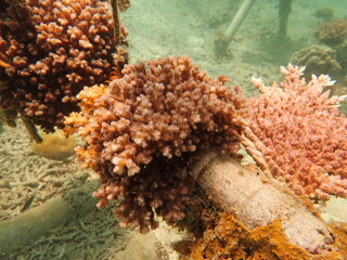 Coral transplant at coral nursery area in Marine park