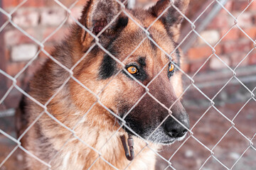 Shepherd dog looking above chain link in its doghouse