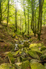 The river in the beech forest on the path up Mount Adarra in the town of Urnieta near San Sebastian, Gipuzkoa. Basque Country