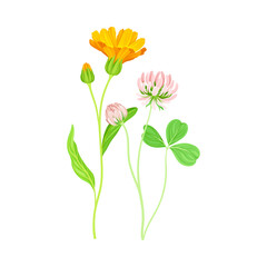 Orange Flower of Calendula Plant and Clover on Thin Stem as Meadow Herb Vector Illustration