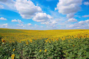 A beautiful field of sunflowers. Bright yellow blooming meadow sunflowers against a blue sky with clouds. Sunny summer landscape. Natural background.