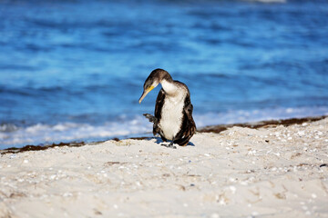 Great black cormorant, Phalacrocorax carb, brush feathers by the sea.