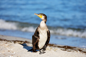 Naklejka premium Great black cormorant, Phalacrocorax carb, dry feathers on the sea beach. Close-up.