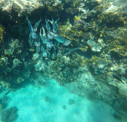 Tropical coral reef. Ecosystem and environment. Egypt. Near Sharm El Sheikh