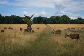 View in the Richmod park of London.