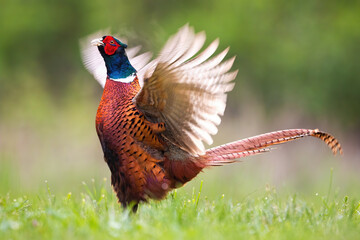 Plakat Common pheasant male lekking with open wings on a green meadow in spring nature