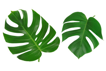Monster leaves or swiss cheese plant isolated on white background. 