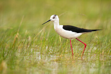 Black-winged stilt wading in water of wetland in summer nature