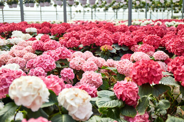 Fototapeta na wymiar Large Industrial Greenhouse with colorful hydrangea. Flowers in pots all around.